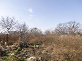 Discover this expansive property featuring a lush, overgrown landscape perfect for gardening enthusiasts.