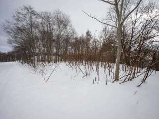 Experience the serene beauty of a winter wonderland with this picturesque landscape.