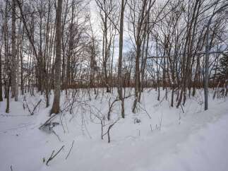 Discover the serene beauty of this winter wonderland, perfect for those seeking a peaceful retreat.
