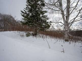 Experience the serene beauty of a winter wonderland with this picturesque landscape.