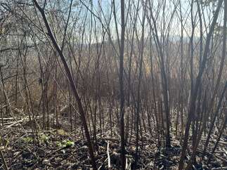Explore the natural beauty of this property, featuring a dense thicket of bare trees and fallen leaves, hinting at a serene, wooded landscape.