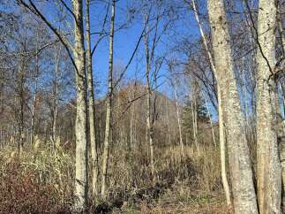 Discover a serene natural landscape perfect for a peaceful retreat or a nature lover's dream home.