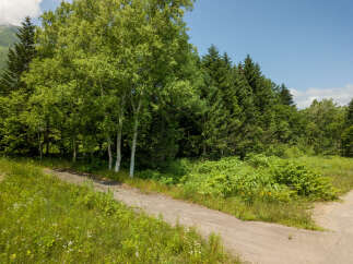 Discover this serene natural landscape featuring a winding dirt path leading through lush greenery and dense forests.