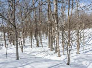 Experience the serene beauty of winter with this stunning property nestled amongst bare trees and a blanket of fresh snow.
