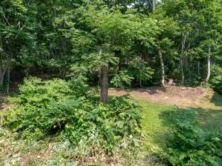 Discover a serene natural setting with this property, featuring lush greenery and mature trees that offer a sense of privacy and tranquility.