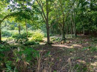 Discover a serene natural oasis perfect for your dream home or a tranquil retreat.