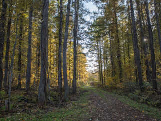 Experience the beauty of autumn with this stunning forest scene, perfect for a tranquil retreat or an outdoor adventure.