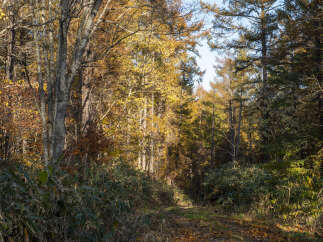 Experience the beauty of autumn with this stunning property nestled amidst a vibrant forest.