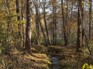 Discover a serene autumn retreat with this stunning forest scene, perfect for those seeking tranquility and natural beauty.