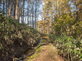 Discover a serene escape with this charming property, nestled amidst a picturesque forest path.