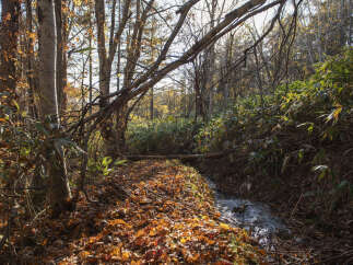 Discover a serene escape with this charming property, nestled amidst a vibrant autumn forest.