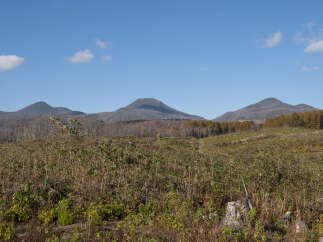 Discover a unique opportunity to own a piece of natural beauty with this expansive undeveloped land.