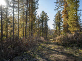 Discover the serene beauty of this autumn forest path, bathed in the warm glow of the sun filtering through golden larch trees.