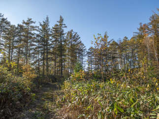 Discover a serene forest path winding through a vibrant autumn landscape.