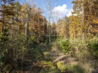 Experience the beauty of autumn with this stunning forest landscape, perfect for nature lovers and outdoor enthusiasts.