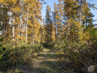 Discover the serene beauty of this autumn forest, perfect for a tranquil retreat or a nature lover's dream home.