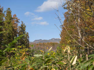 Experience the beauty of autumn with this stunning mountain view, framed by vibrant fall foliage.