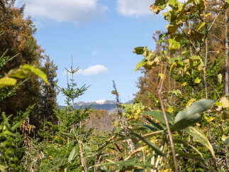 Experience the beauty of nature with this stunning view of snow-capped mountains framed by vibrant autumn foliage.