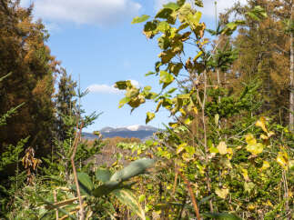 Discover the serene beauty of this mountain landscape, perfect for those seeking a tranquil retreat.