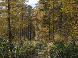 Discover the serene beauty of this autumn forest, perfect for a tranquil retreat or a picturesque hiking trail.
