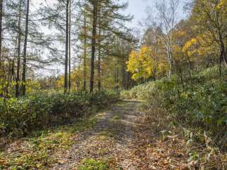 Discover the serene beauty of this property, nestled amidst a vibrant autumn forest.