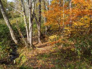Experience the vibrant beauty of autumn with this stunning property, nestled amidst a forest ablaze with fall colors.