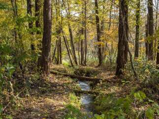 Experience the tranquility of nature with this stunning forest scene, perfect for those seeking a peaceful retreat.