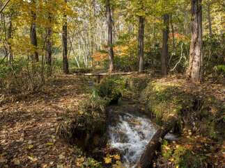 Experience the tranquility of nature with this stunning forest scene, perfect for those seeking a peaceful retreat.