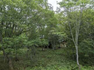 Nestled amidst a lush, green forest, this property offers a serene retreat.