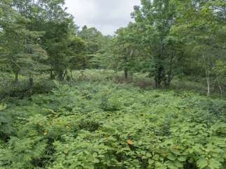 Discover a serene natural landscape, perfect for those seeking tranquility and a connection with nature.