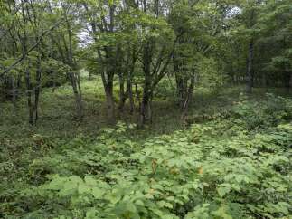 Discover a serene forest setting perfect for a private retreat or a nature-inspired development.