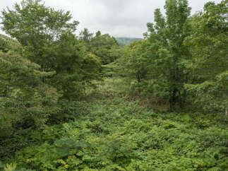 Discover a serene natural landscape, perfect for those seeking tranquility and a connection with nature.