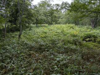 Discover a serene natural landscape perfect for a tranquil retreat or a private estate.