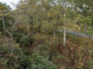 Discover the natural beauty surrounding this property, featuring a winding road through lush, autumnal foliage.