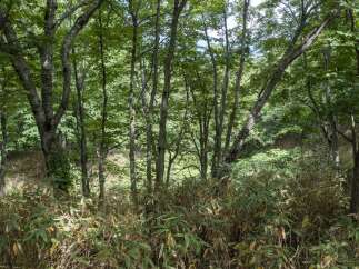 Discover a serene forest setting perfect for a tranquil retreat or a nature-inspired home.