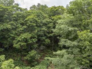 Discover a lush, green oasis with this stunning property, offering a dense canopy of mature trees that provide ample shade and privacy.