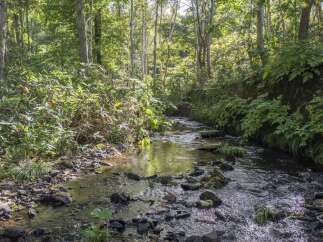Discover a serene escape with this charming property, featuring a picturesque stream flowing through lush, green woodlands.