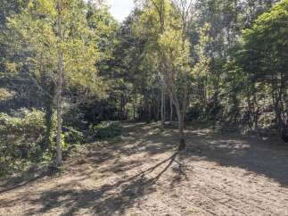 Discover a serene natural setting with this property, featuring a sun-dappled clearing perfect for outdoor activities or quiet reflection.
