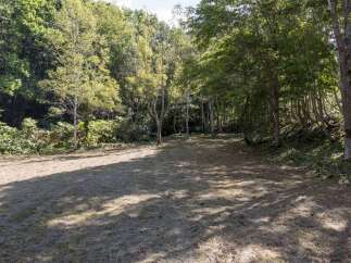 Discover a serene clearing nestled within a lush, mature forest, perfect for creating your private oasis.