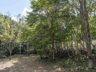 Discover a serene natural setting perfect for your dream home.