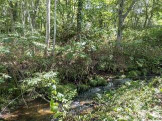 Discover a serene natural escape with this charming property, featuring a babbling brook winding through lush greenery.