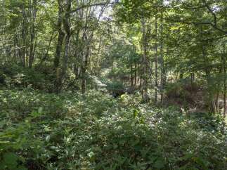 Discover a serene forest setting perfect for a nature retreat or a secluded residence.