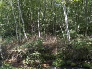 Discover a serene natural retreat with this picturesque forest scene, featuring a gentle stream flowing through lush greenery.