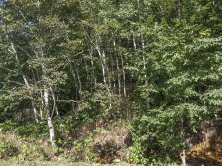 Discover the natural beauty surrounding this property, featuring a lush, wooded landscape perfect for outdoor enthusiasts.