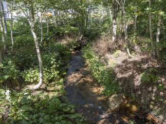 Discover a serene natural oasis with this charming property, featuring a picturesque stream winding through lush greenery.
