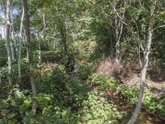 Discover tranquility in this lush, wooded setting, perfect for those seeking a peaceful retreat.