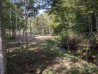 Discover tranquility in this serene forest setting, perfect for a peaceful retreat or a nature lover's dream home.