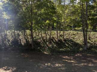 Discover a serene natural setting with this property, featuring a lush treeline that offers privacy and a sense of seclusion.