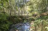 Discover a serene escape with this charming property, nestled amidst a lush, verdant forest.