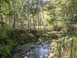 Discover a serene escape with this charming property, nestled amidst a lush, verdant forest.